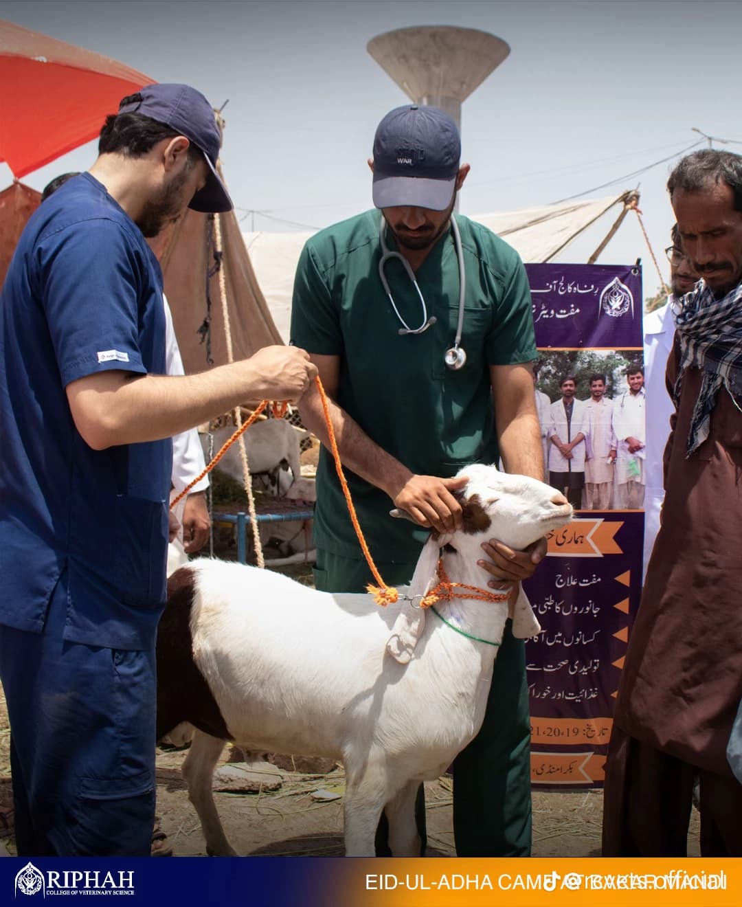 Mobile vet administering vaccination to a cat at home in DHA Lahore