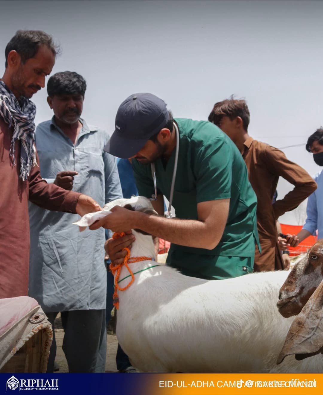 Dr. Ahmad providing emergency veterinary care to a dog at a Lahore residence