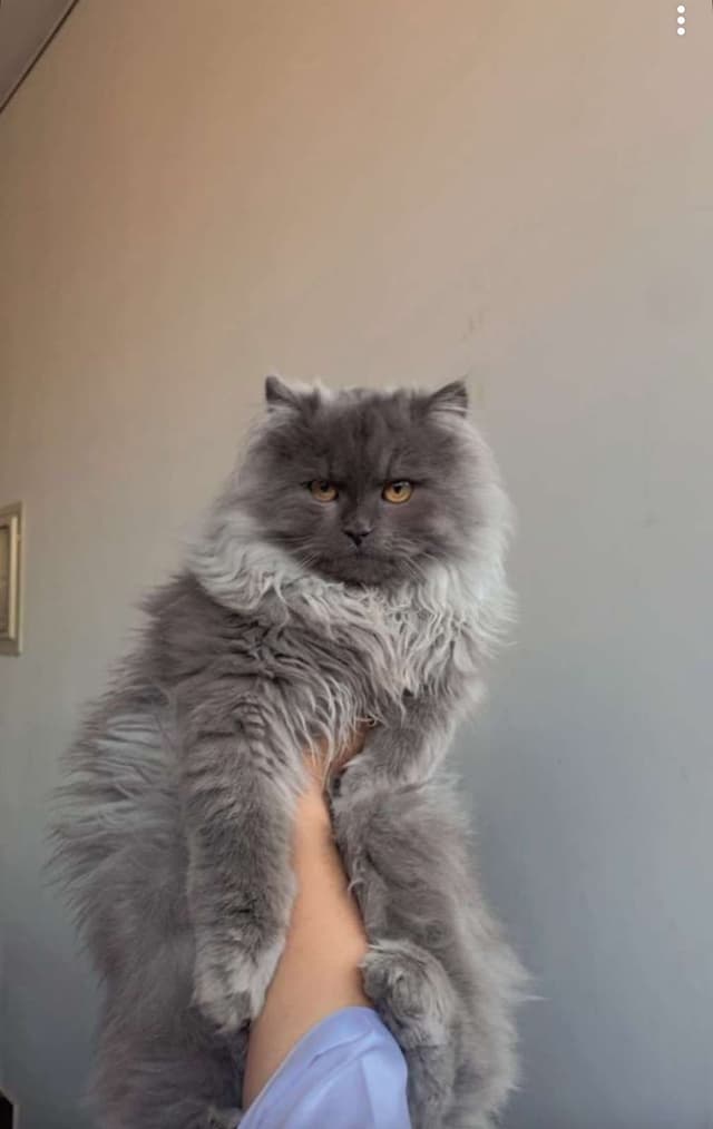 kitu