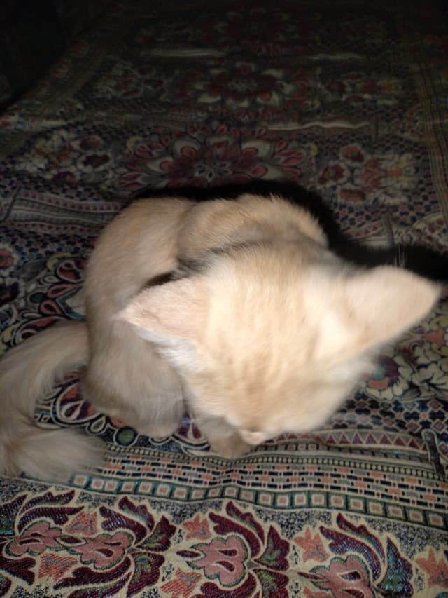 bantu
