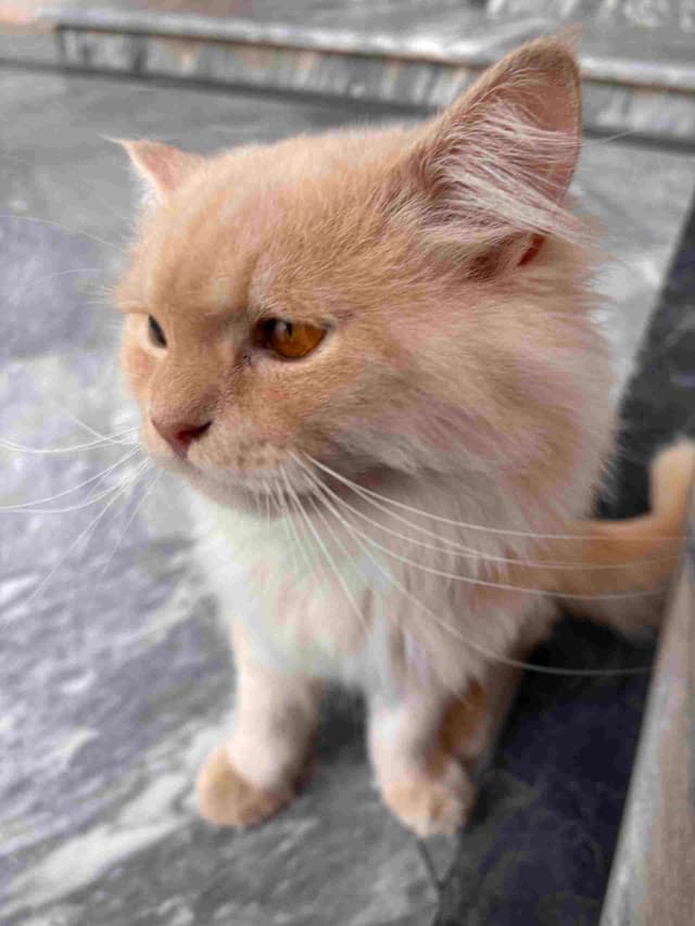 simba