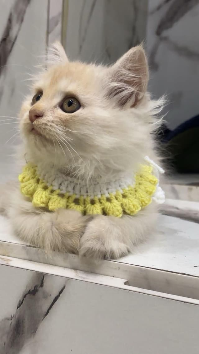 muffin