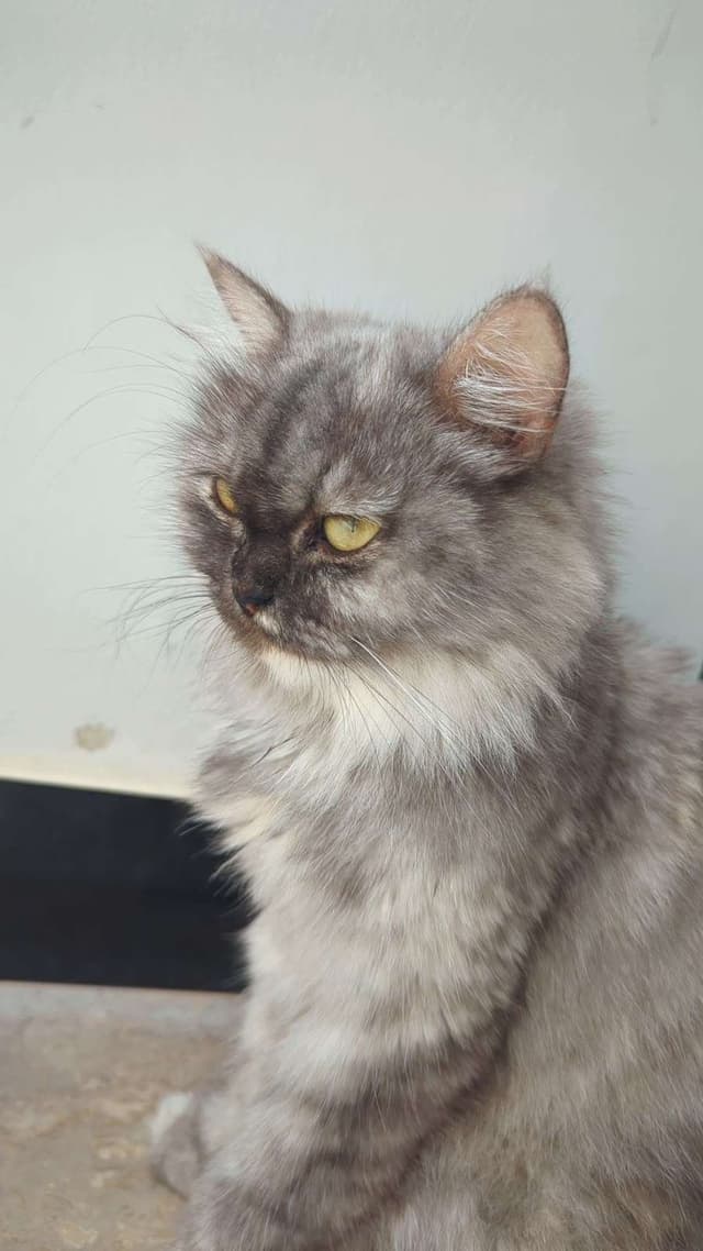 coco