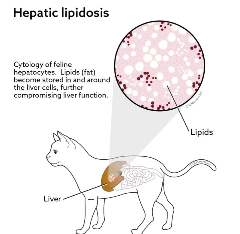 Fatty Liver in Cats