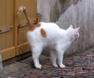 Why Cats Spray and How to Stop Them: Causes, Solutions & Vet Advice