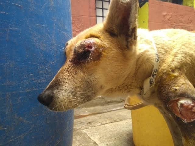 Maggot Wound in Dogs & Cats: Causes, Symptoms, Treatment & Prevention | Vets On Door Lahore